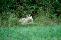 Spirit Bear, Northern British Columbia, Canada CM11-01

All images of this Spirit Bear were taken from a long distance as darkness approached, and with very little natural light left.