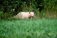 Spirit Bear, Northern British Columbia, Canada CM11-04

All images of this Spirit Bear were taken from a long distance as darkness approached, and with very little natural light left.