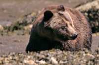 Female Grizzly Bear, Khutzeymateen Grizzly Bear Sanctuary, British Columbia, Canada CM11-25