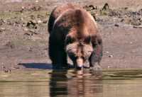 Female Grizzly Bear, Khutzeymateen Grizzly Bear Sanctuary, British Columbia, Canada CM11-17