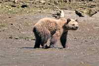 Grizzly Cub, Khutzeymateen Grizzly Bear Sanctuary, British Columbia, Canada CM11-60