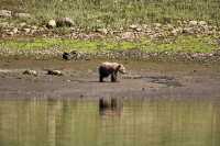 Grizzly Cub, Khutzeymateen Grizzly Bear Sanctuary, British Columbia, Canada CM11-59