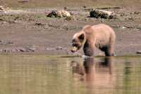 Grizzly Cub, Khutzeymateen Grizzly Bear Sanctuary, British Columbia, Canada CM11-58