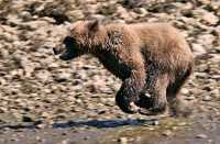 Grizzly Cub, Khutzeymateen Grizzly Bear Sanctuary, British Columbia, Canada CM11-56