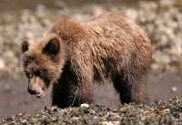 Grizzly Cub, Khutzeymateen Grizzly Bear Sanctuary, British Columbia, Canada CM11-54