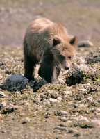 Grizzly Cub, Khutzeymateen Grizzly Bear Sanctuary, British Columbia, Canada CM11-53