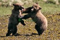 Highlight for Album: Khutzeymateen Grizzly Bear Photos,  Khutzeymateen Grizzly Bear Sanctuary, British Columbia, Canadian Wildlife Stock Photos 