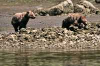Grizzly Cubs Playing, Khutzeymateen Grizzly Bear Sanctuary, British Columbia, Canada CM11-47