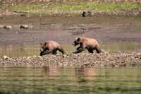 Grizzly Cubs Playing, Khutzeymateen Grizzly Bear Sanctuary, British Columbia, Canada CM11-43