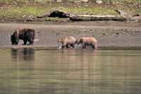 Grizzly Family, Khutzeymateen Grizzly Bear Sanctuary, British Columbia, Canada CM11-38