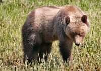 Male Grizzly Bear, Khutzeymateen Grizzly Bear Sanctuary, British Columbia, Canada CM11-11