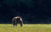 Male Grizzly Bear, Khutzeymateen Grizzly Bear Sanctuary, British Columbia, Canada CM11-03