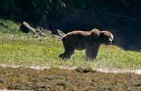 Male Grizzly Bear, Khutzeymateen Grizzly Bear Sanctuary, British Columbia, Canada CM11-05