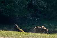 Male Grizzly Bear, Khutzeymateen Grizzly Bear Sanctuary, British Columbia, Canada CM11-04