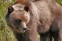 Male Grizzly Bear, Khutzeymateen Grizzly Bear Sanctuary, British Columbia, Canada CM11-09