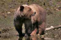 Male Grizzly Bear, Khutzeymateen Grizzly Bear Sanctuary, British Columbia, Canada CM11-16
