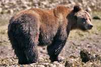 Female Grizzly Bear, Khutzeymateen Grizzly Bear Sanctuary, British Columbia, Canada CM11-22