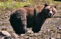Female Grizzly Bear, Khutzeymateen Grizzly Bear Sanctuary, British Columbia, Canada CM11-21