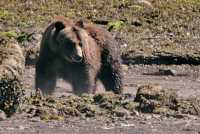 Female Grizzly Bear, Khutzeymateen Grizzly Bear Sanctuary, British Columbia, Canada CM11-18