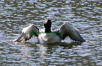 Highlight for Album: Loon Photos, Canadian Wildlife Stock Photos