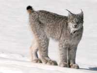 Lynx, Northern British Columbia CM11-01