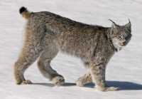 Lynx, Northern British Columbia CM11-02 