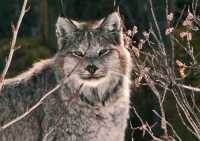 Lynx, Northern British Columbia CM11-04
