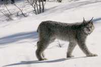 Lynx, Northern British Columbia CM11-06