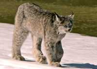 Lynx, Northern British Columbia CM11-09
