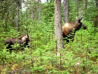 Moose Cow and Calf 06