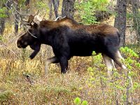 Bull Moose 04