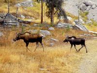 Highlight for Album: Moose Photos,  Canadian Wildlife Stock Photos