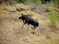 Bull Moose 03