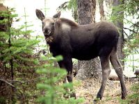 Moose Calf 05