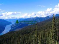 Highlight for Album: Mount Revelstoke National Park of Canada Photos, Alpine Wildflowers Photos, British Columbia, Canada, Canadian National Parks Stock Photos