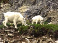 Mountain Goats, Jasper national Park, Alberta, Canada 20