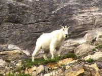 Mountain Goats, Jasper national Park, Alberta, Canada 21