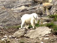 Mountain Goat 03