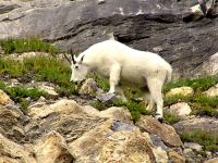 Mountain Goat 01