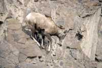 Mountain Goats, Banff Park, Alberta, Canada CM11-004