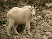 Mountain Goat CM11-09

