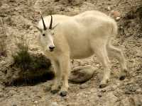Mountain Goat CM11-08