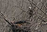 Bald Eagle Nest and Eggs CM11-07