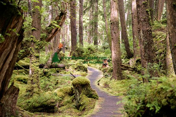 Ninstints, Sgang Gwaay, UNESCO World Heritage Site, Gwaii Haanas National Park Reserve, Haida Gwaii, British Columbia, Canada CM11-24