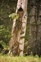 Ninstints Totem Pole, Sgang Gwaay, UNESCO World Heritage Site, Gwaii Haanas National Park Reserve, Haida Gwaii, British Columbia, Canada CM11-21