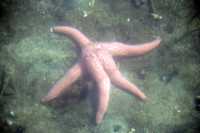 Starfish, Tlupana Inlet, Vancouver Island CM11-012