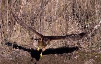 Highlight for Album: Northern Hawk, British Columbia, Canada, Canadian Wildlife Stock Photos