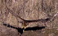 Northern Hawk, British Columbia, Canada CM11-01