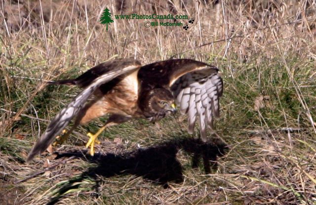 Northern Hawk, British Columbia, Canada CM11-02