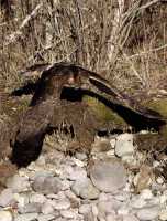 Northern Hawk, British Columbia, Canada CM11-05